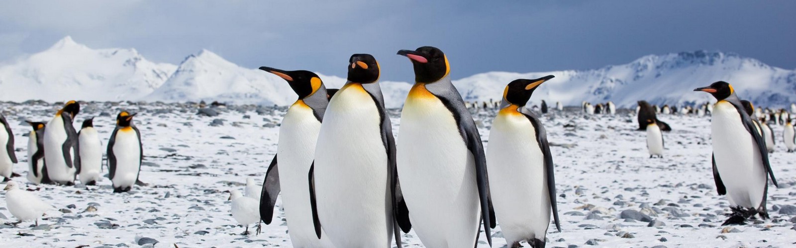 (c)FotoHannekeDallmeijer-Veda-091111-232-KINGPENGUINS-