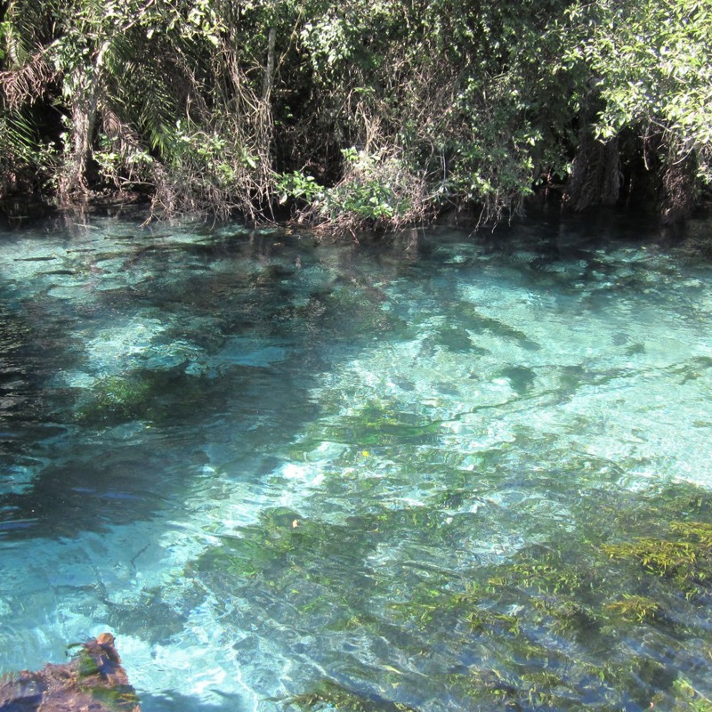 bonito