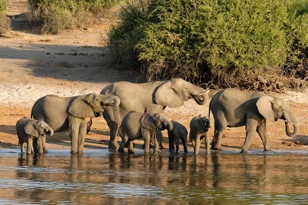 Rejser til Botswana