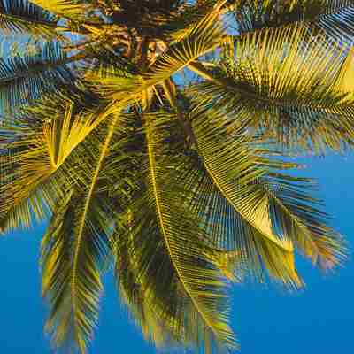 Caribisk palmetræ