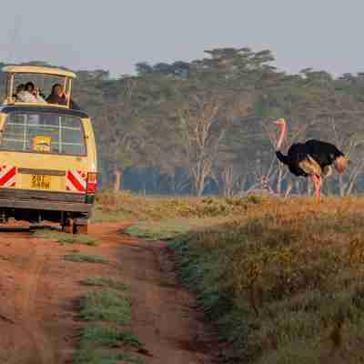 I:\AXUMIMAGES\Afrika\Kenya\Great Rift Valley\Open car safari