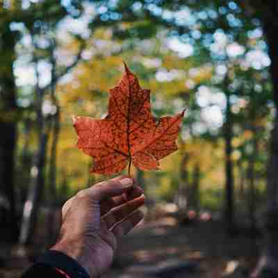 Canada, maple leaf