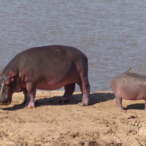 South Luangwa, Zambia