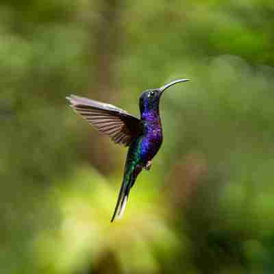Monteverde Kolibri