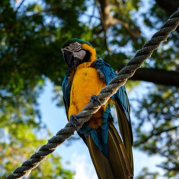 Papegøje på Guadeloupe