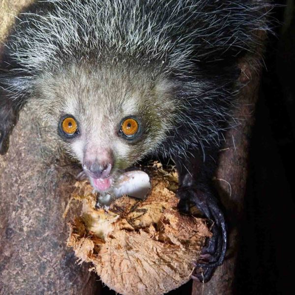 Madagaskar