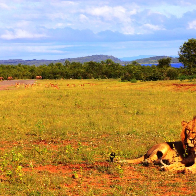 Løver i Matusadona nationalpark