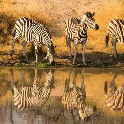 I:\AXUMIMAGES\Afrika\Sydafrika\kruger\Zebra