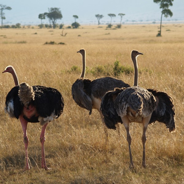 En strudseflok, Masai Mara, Kenya