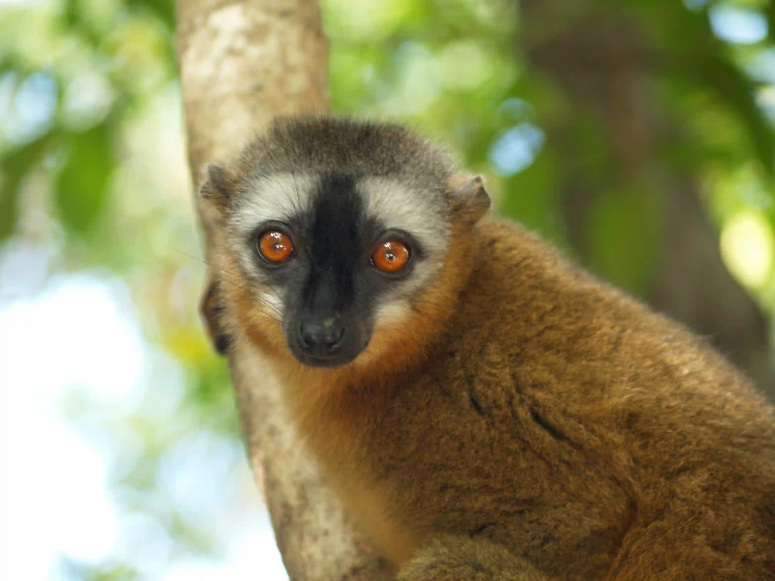 Rejser til Madagaskar 