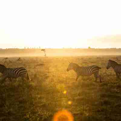 I:\AXUMIMAGES\Afrika\Kenya\Great Rift Valley\Zebra