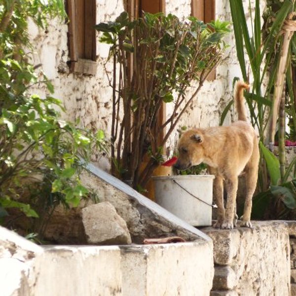 Fort på Santiago i Kap Verde