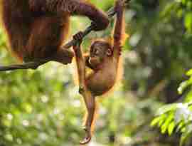 Orangutangunge, Borneo, Malaysia