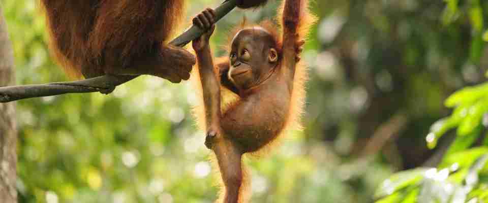 Orangutangunge, Borneo, Malaysia