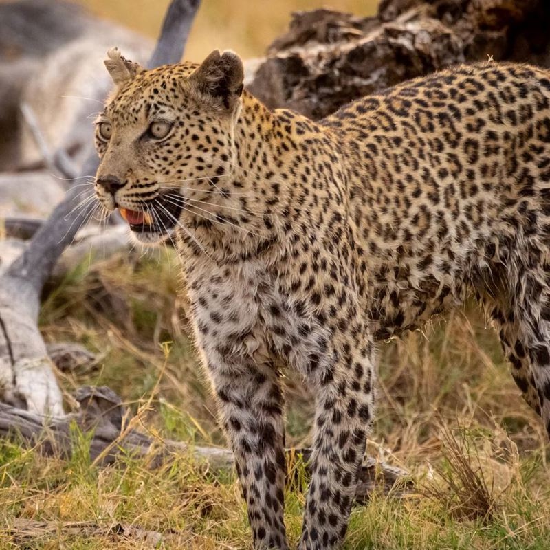 I:\AXUMIMAGES\Pakker på hjemmesiden\Den Ultimative Afrika Rundrejse\Moremi - Panther