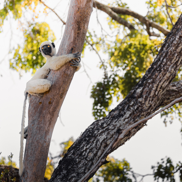 En lemur klatrer op af en træ