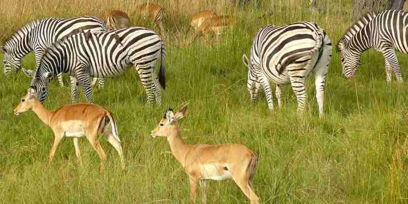 Zebraer og impalaer, der græsser, Botswana