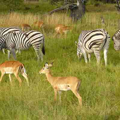 Zebraer og impalaer, der græsser, Botswana