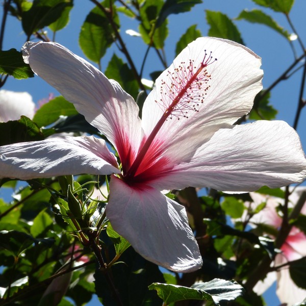 Ikke alt er sten og lava på Fogo, Kap Verde