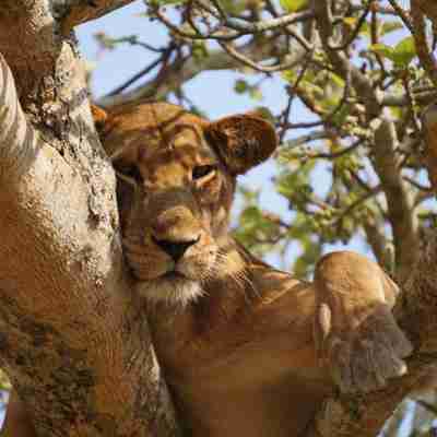 I:\AXUMIMAGES\Afrika\Uganda\Queen Elisabeth National Park\Lion