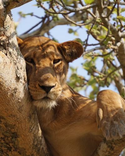 The Big Five i Afrika