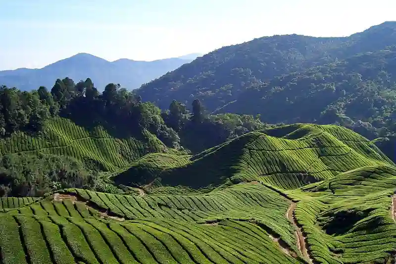 Cameron Highlands, Malaysia