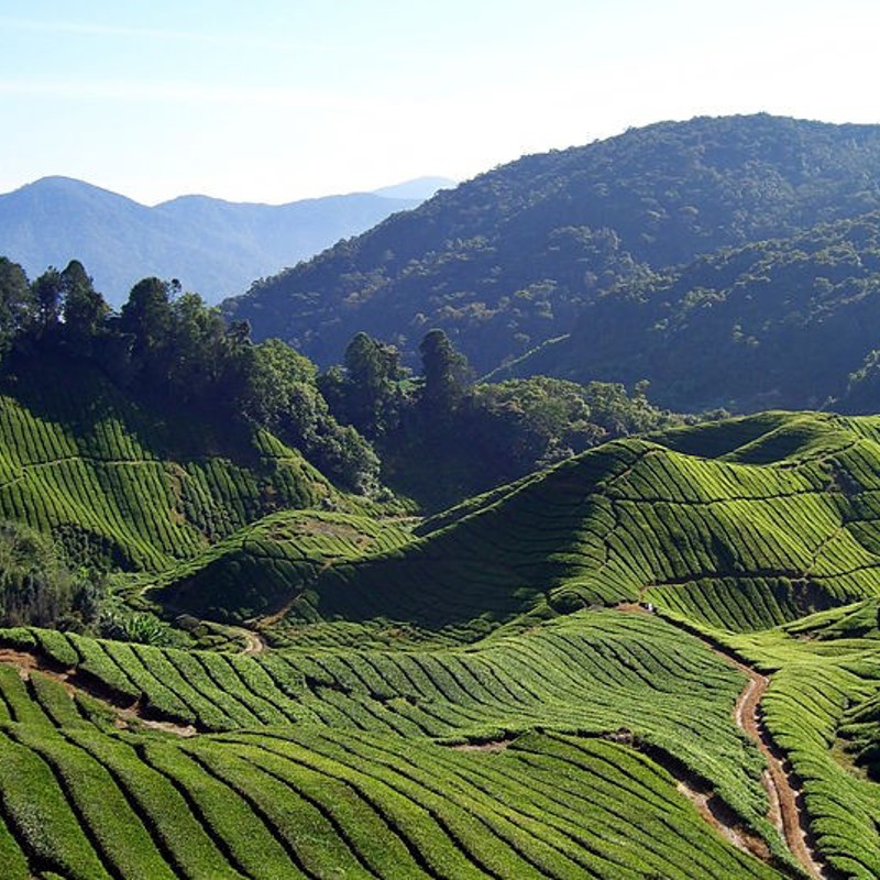 Cameron Highlands, Malaysia