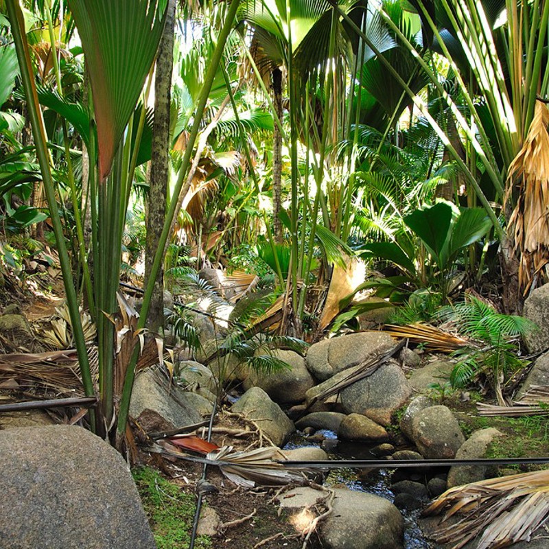 Praslin, Seychellerne