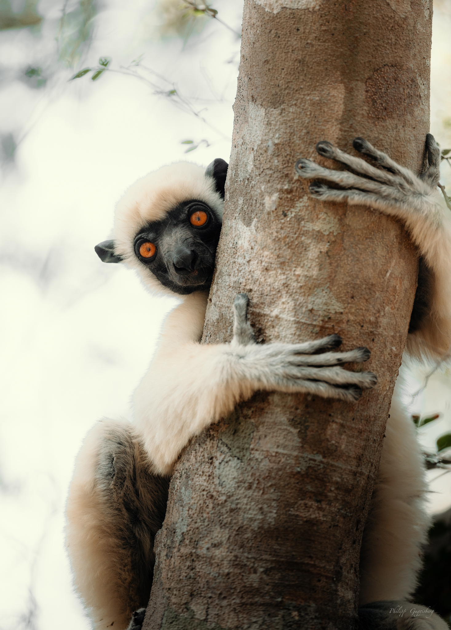 En lemur krammer et træ