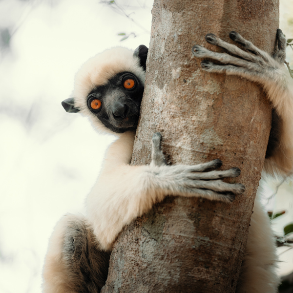 En lemur krammer et træ