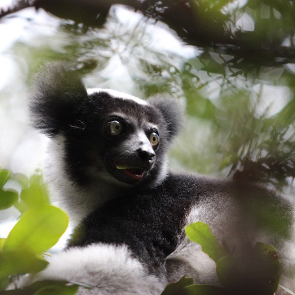 En lemur i Madagaskar