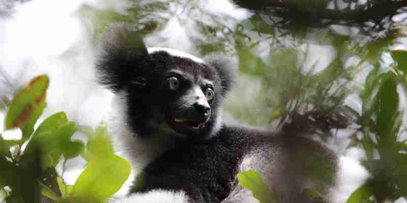 En lemur i Madagaskar