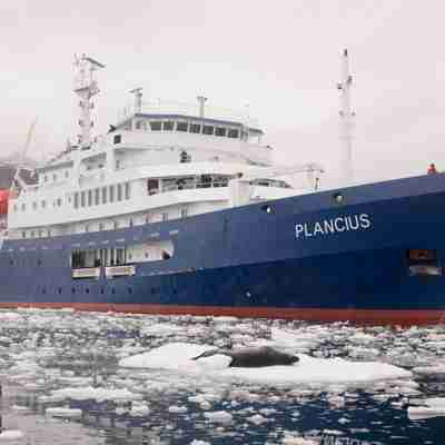 Skibet er bygget til at kunne sejle gennem isen, Antarktis