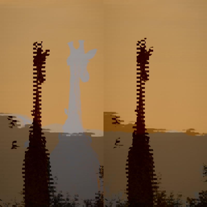 ante-hamersmit-81MpVO6OE7c-unsplash