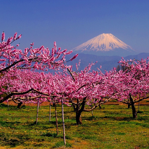 Kirsebærtræer Og Mount Fuji