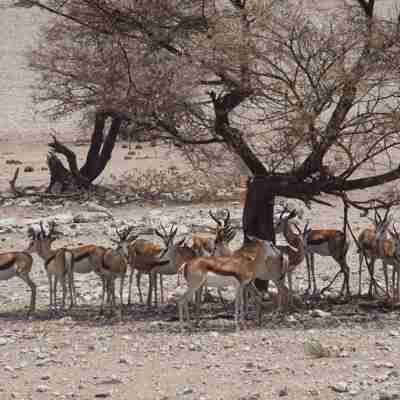 Impalaerne søger ind i skyggen, Etosha, Namibia