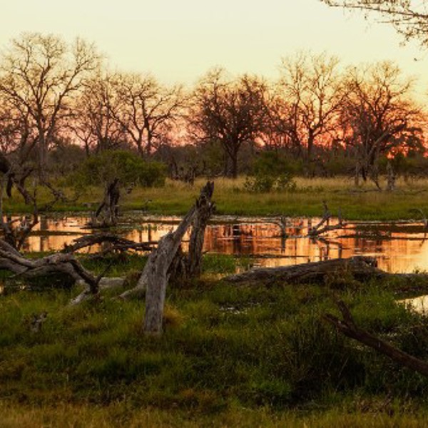 Elefant i solnedgangen i Moremi - Botswana