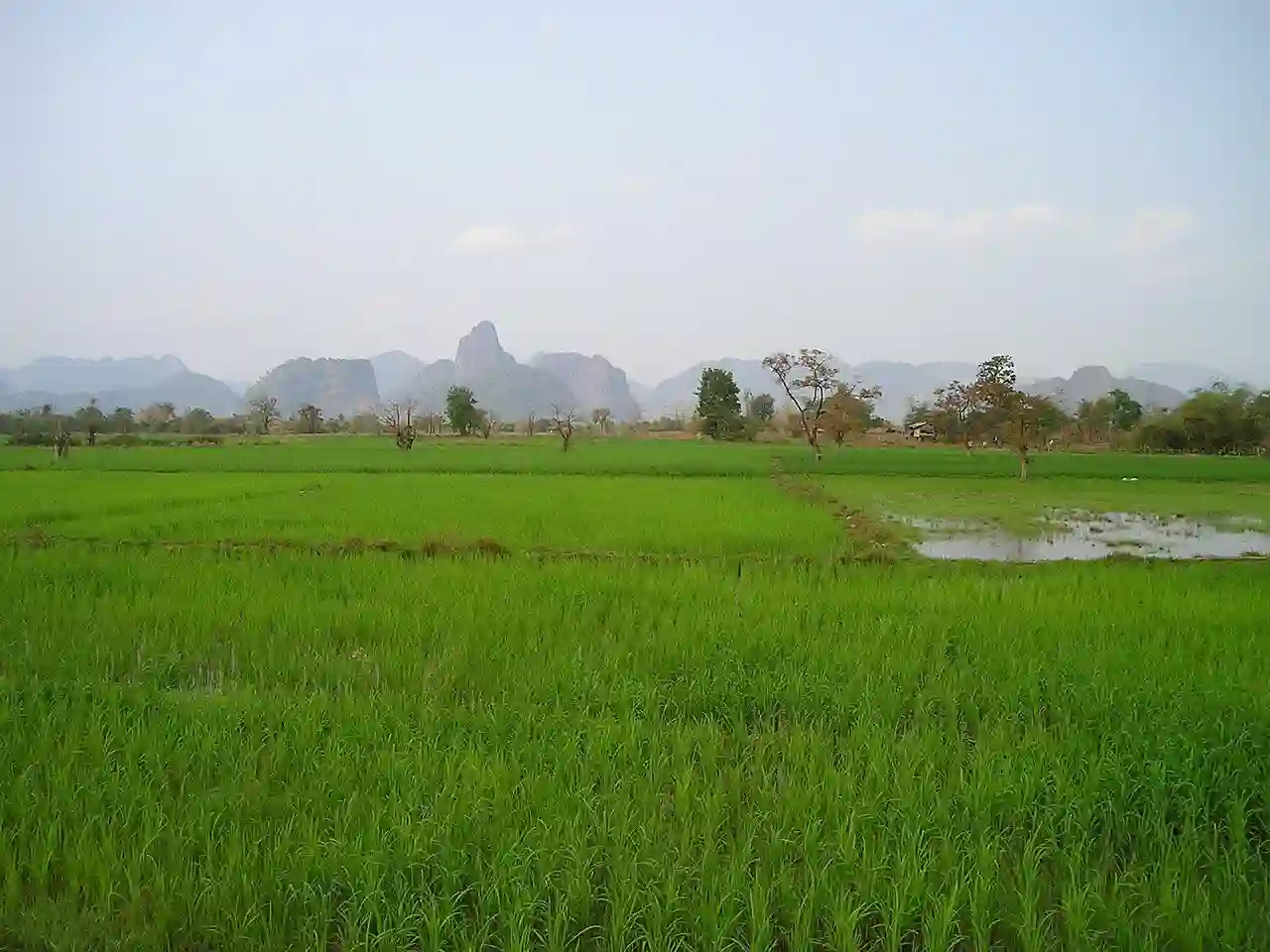 Flotte,grønne rismarker, Laos