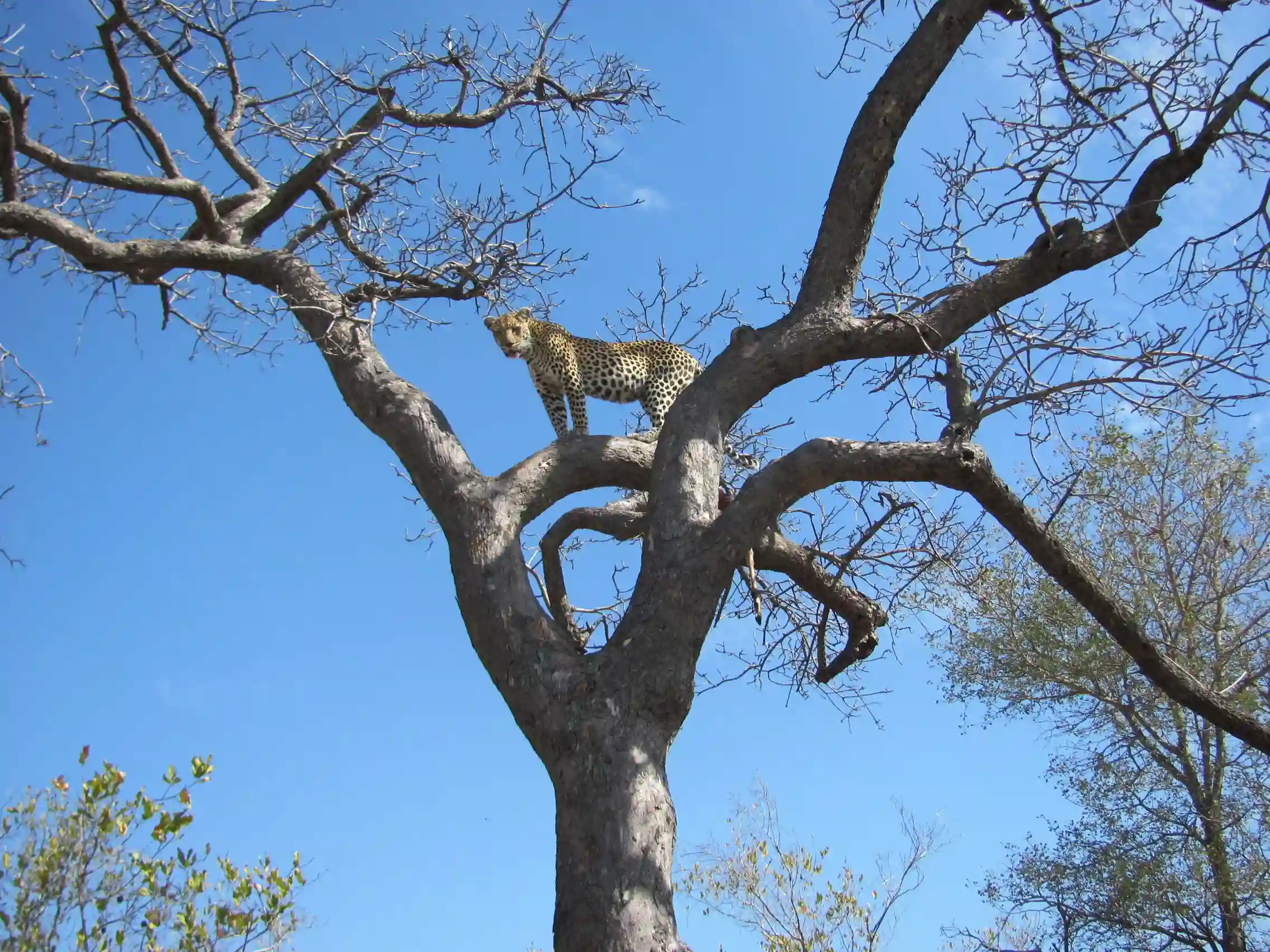 Leopard på udkig, Sydafrika
