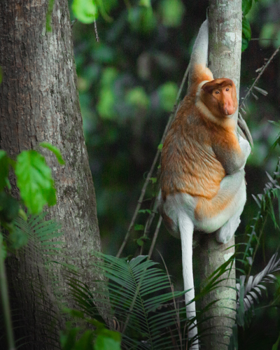 Borneo - et naturparadis uden lige
