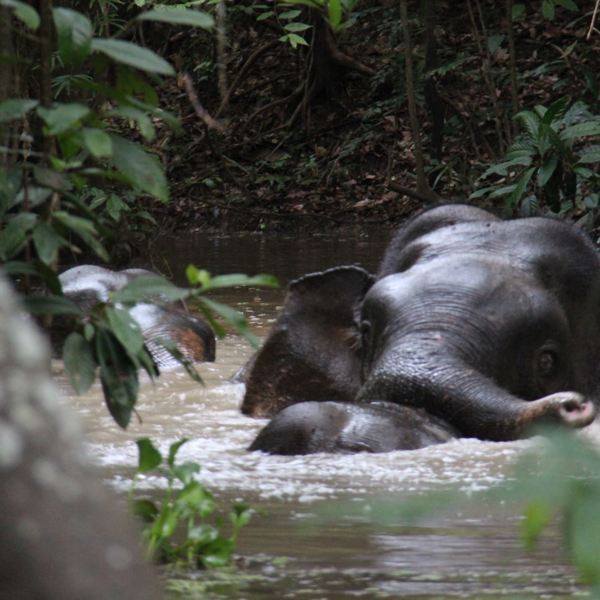 Kinabatangang River - Borneo