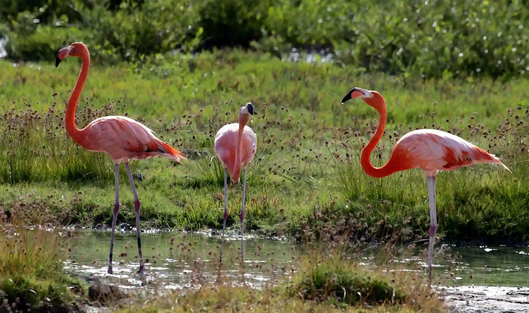 bonaire