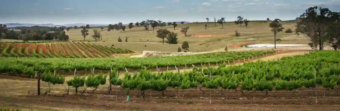 Rejser til Barossa Valley, vinmarker i Australien