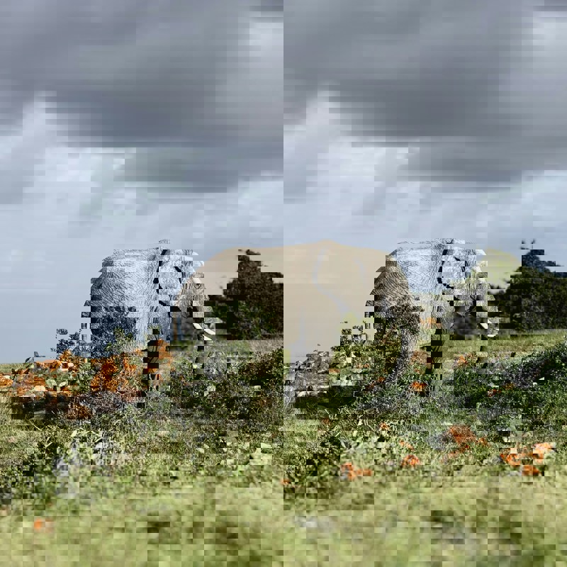 sally-bryden-gkHlqvbg9jY-unsplash