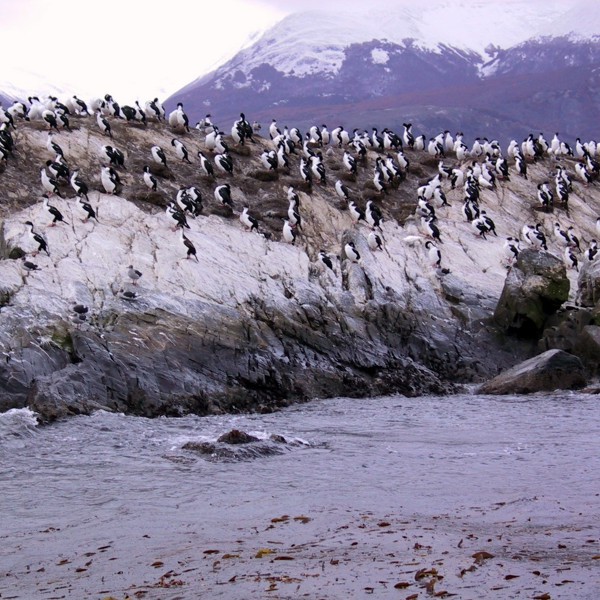En koloni af pingviner ved Ushuaia