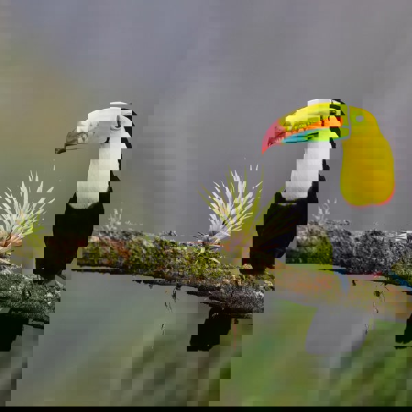 Tucan på en gren i Costa Rica