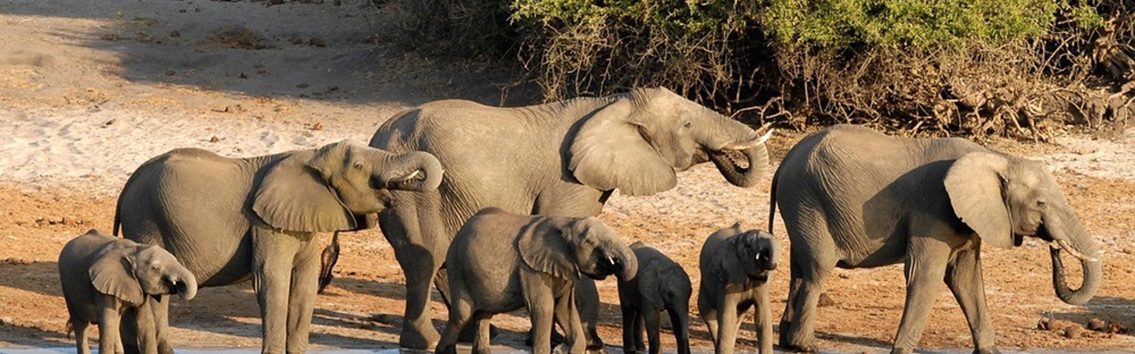 I:\AXUMIMAGES\Afrika\Botswana\Pakker\Billeder croppet til Luksus camping safari\Elefatntflok ved floden, Chobe National Park, Botswana