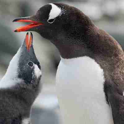 Tæt på pingvinerne, Antarktis