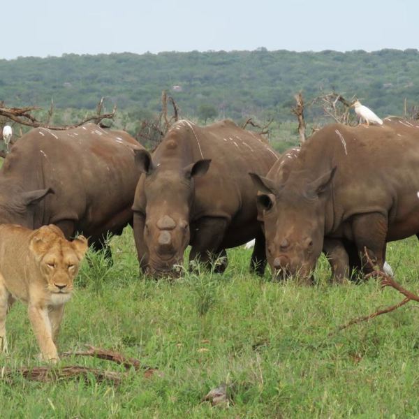 Mjejane - Rhinos and Lion