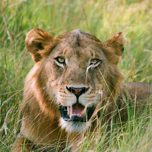 Kom tæt på løver i Afrika